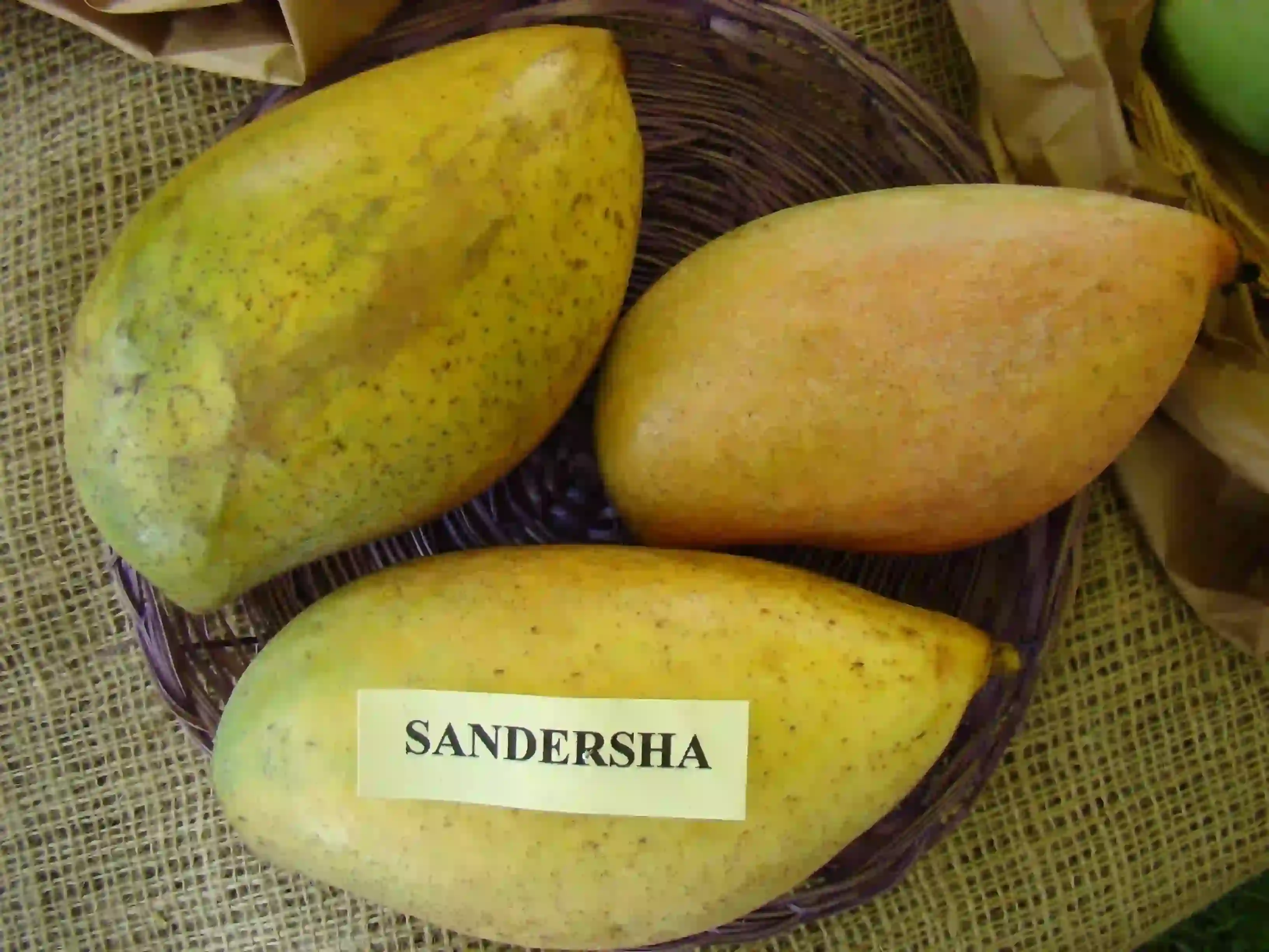 Mango Totapuri